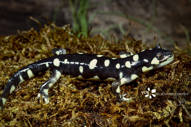 加利福尼亚虎纹蝾螈图片素材