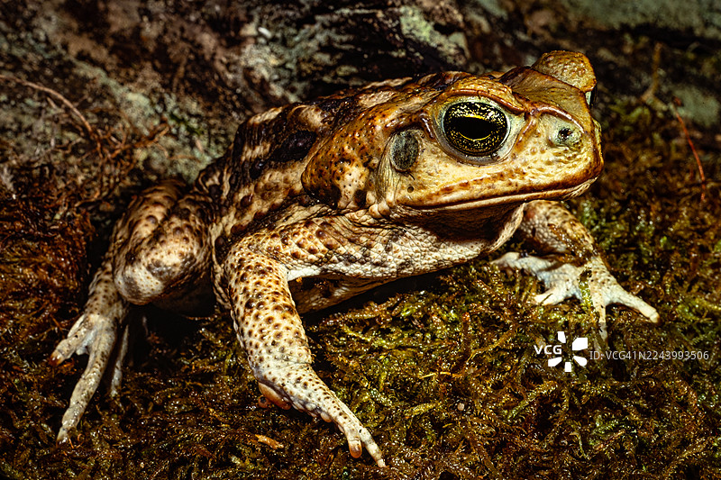 蔗蟾蜍 - 海洋蟾蜍图片素材