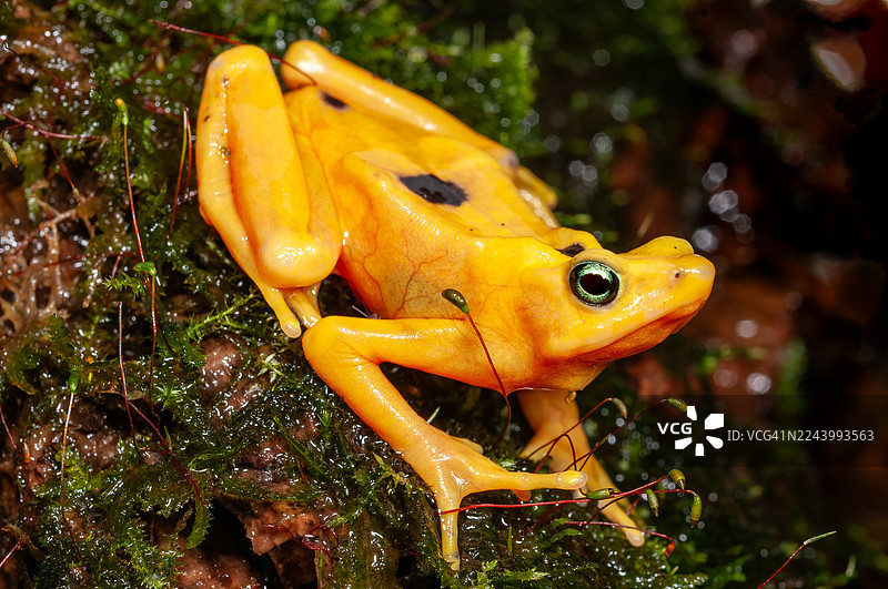 巴拿马金蛙（蟾蜍）图片素材