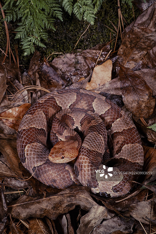 东部铜头蛇图片素材