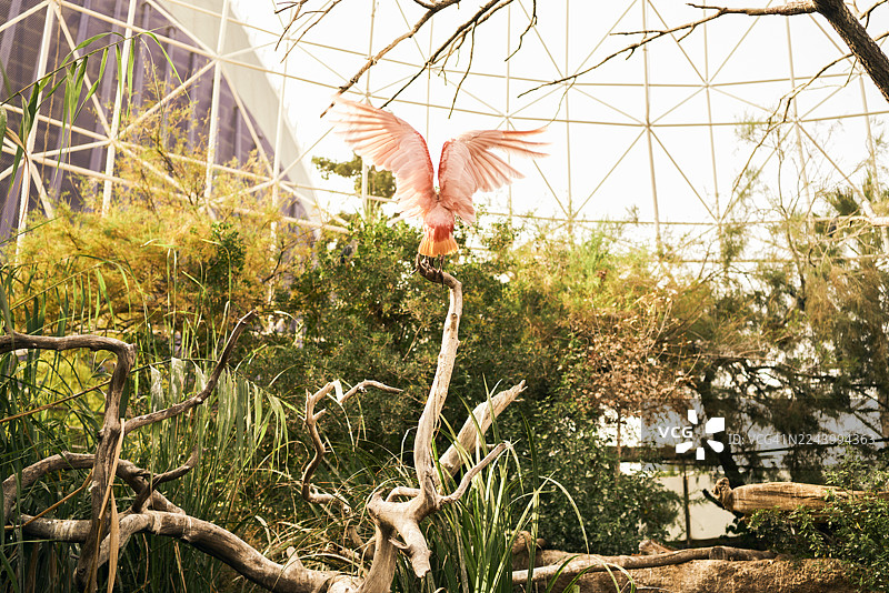 粉红色的鸟儿张开翅膀，降落在生物穹顶内的一根树枝上图片素材