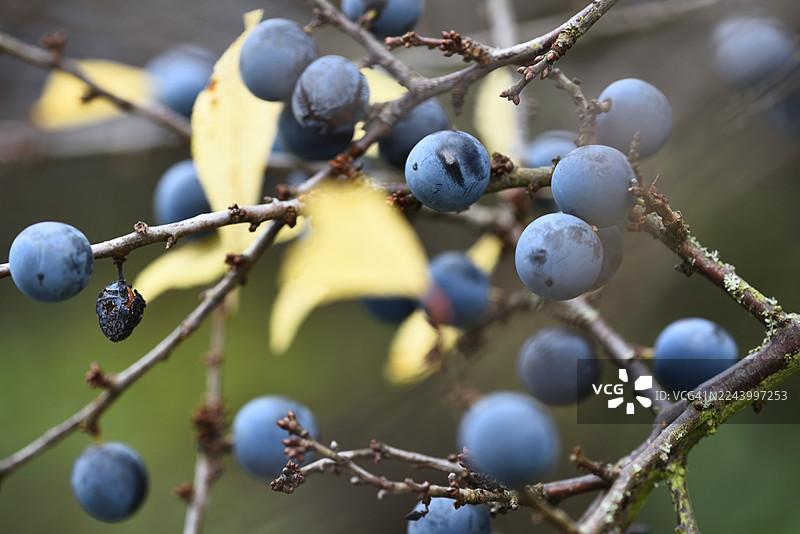 黑刺李图片素材