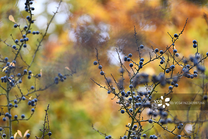 黑刺李图片素材