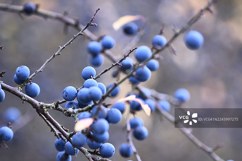 黑刺李图片素材