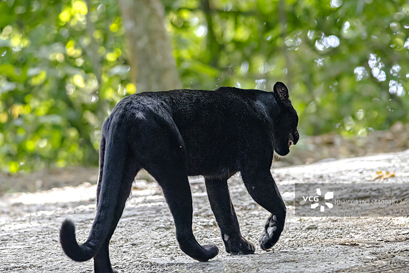 黑豹，热带雨林中的黑豹图片素材