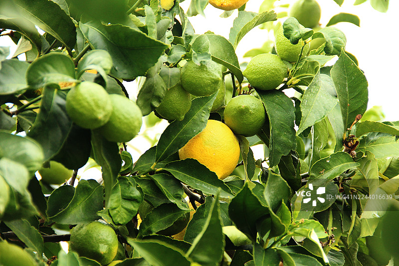 绿叶环绕的树上长满了柠檬图片素材