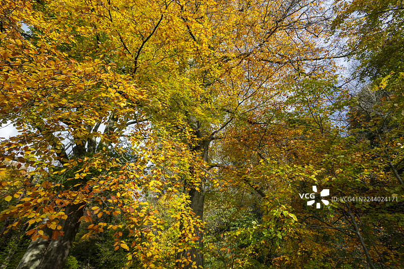 秋色斑斓的成熟山毛榉树图片素材