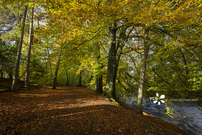 英格兰斯托克波特附近的布拉宾斯公园的秋季林地图片素材