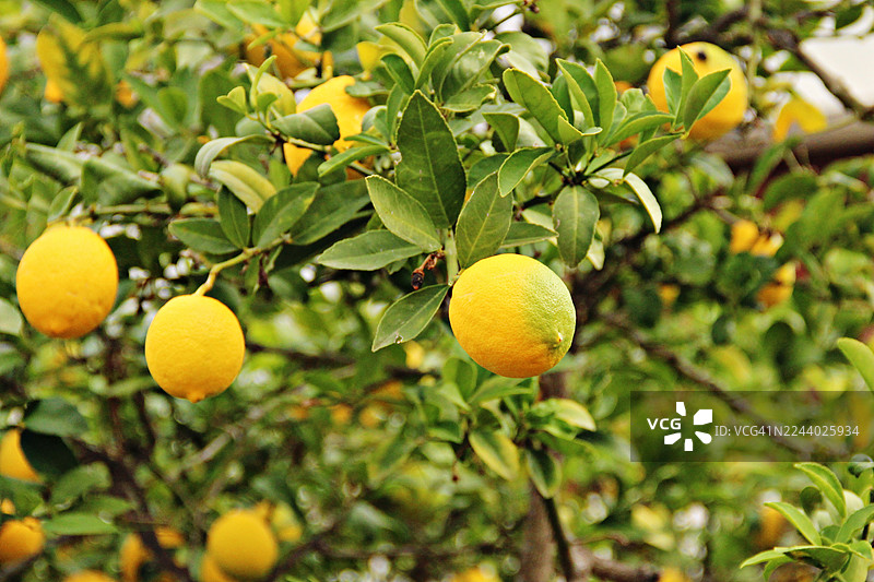 树上长着成熟的柠檬，周围环绕着绿叶。图片素材