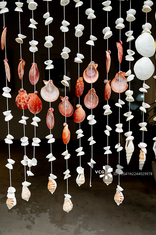 一面墙上覆盖着贝壳，背景中有一株植物图片素材