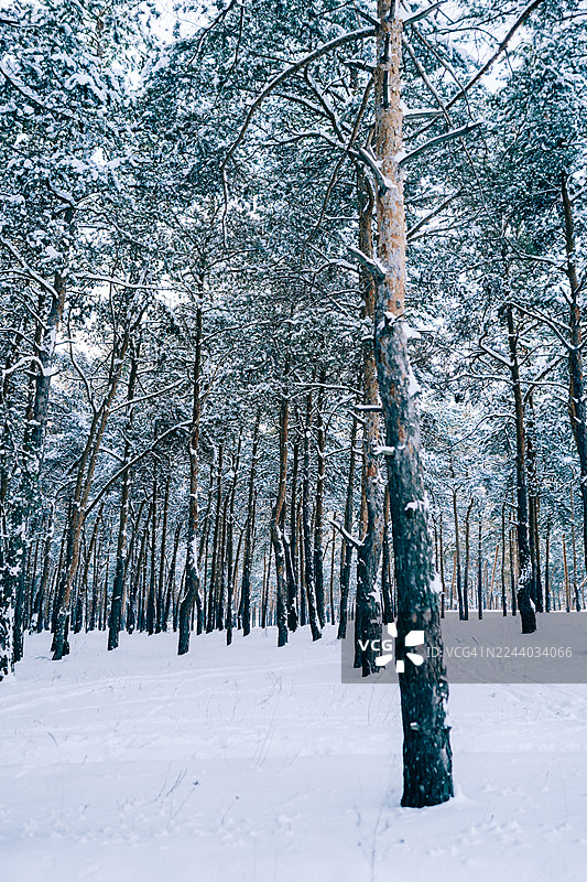 雪松林冬季景象，地面覆盖着白雪，高大的树木，宁静的冬日祥和图片素材