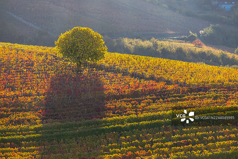 兰盖葡萄园的秋日红叶图片素材