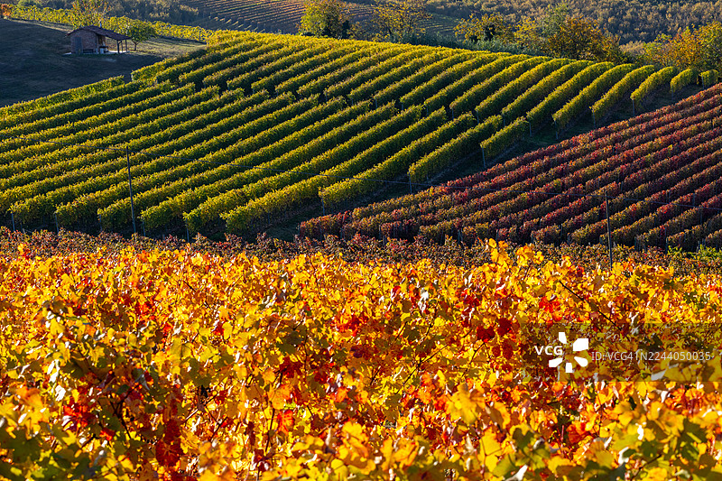 葡萄园秋叶 - 朗格图片素材