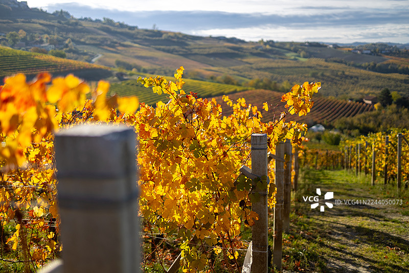 葡萄园秋叶 - 朗格图片素材
