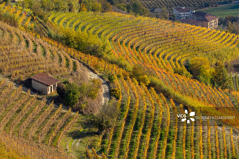 葡萄园秋叶 - 朗格图片素材