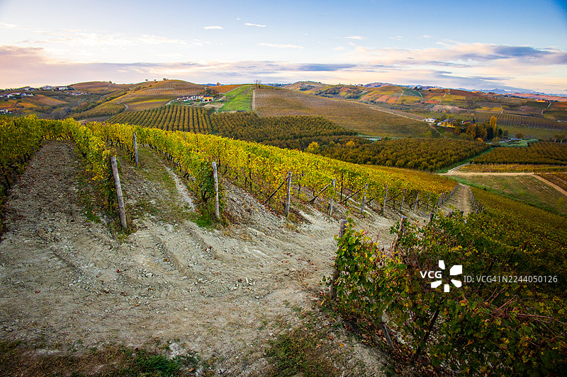 巴罗洛葡萄园的秋季叶色 - 朗格图片素材