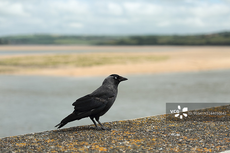 山鹪与卡梅尔河口图片素材