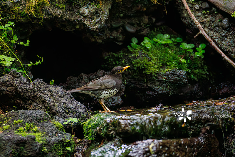 日本灰鸫，Turds cardis。在泉水中沐浴。野生鸟类。观鸟，日本山梨县富士吉田市大原泉水。- 2025图片素材