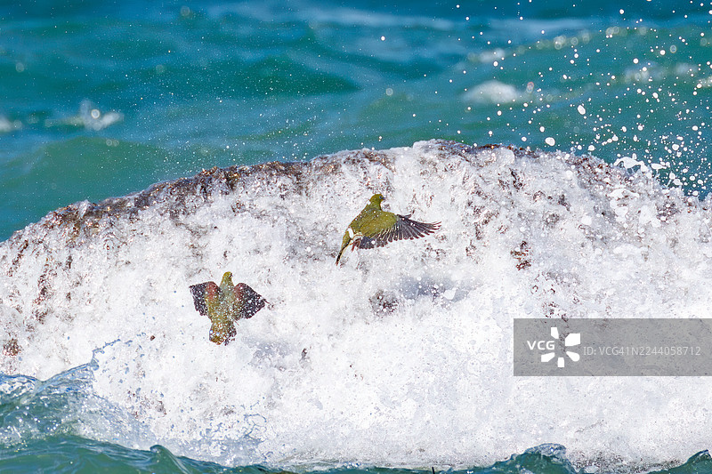一群美丽的白腹绿鸠(Treron sieboldii)从山林飞入海浪,在二宫町大矶町的海岸(日本神奈川县中郡)摄取海水的矿物质-2025图片素材