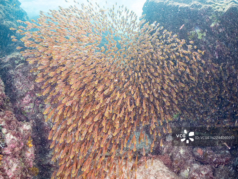 猪齿鱼(Parapriacanthus ransonneti)幼鱼及其他鱼类集群。日本静冈县伊豆半岛南伊豆町中木港Hirizo海滩 - 2025图片素材