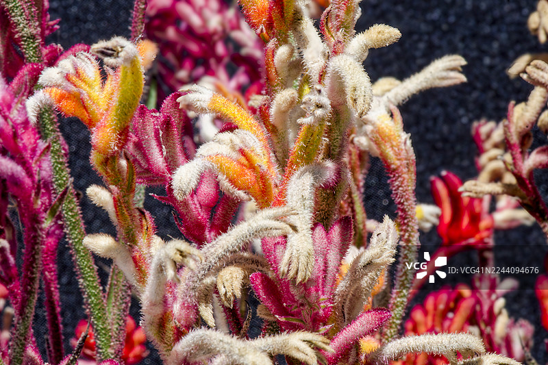 袋鼠爪花特写镜头图片素材