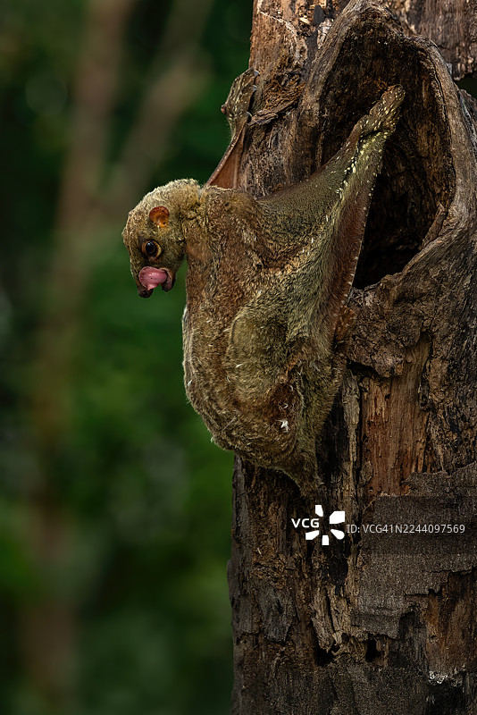飞猫，鼯猴图片素材