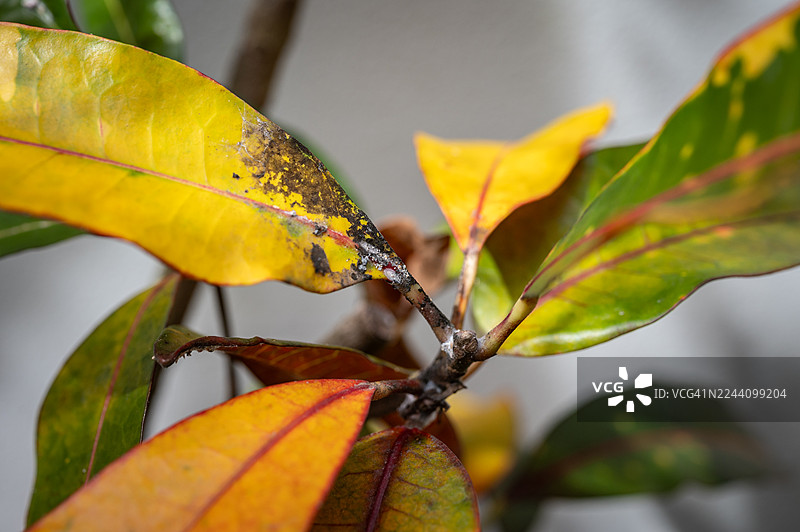 蚜虫和真菌侵袭了部分彩叶芋（花叶万年青）。图片素材