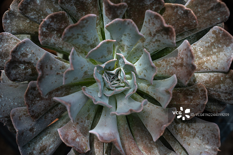 景深全画幅射击景天科（或称景天）多肉植物纹理和背景。图片素材