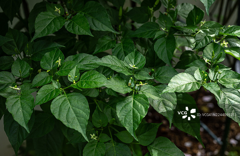 辣椒在结果前开出的白花。辣椒花在成功授粉后会变成辣椒果，授粉过程是指花药中的花粉成功使柱头受精。图片素材