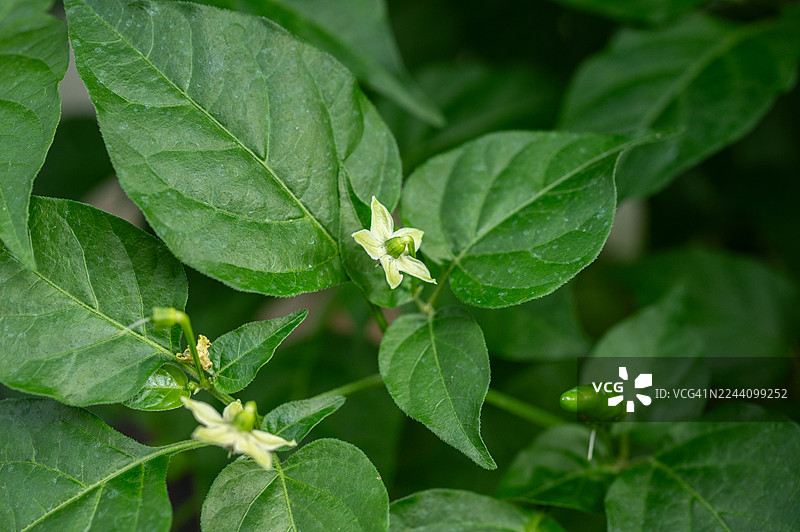 辣椒结果前的白色花朵。辣椒花在成功授粉后会变成果实，授粉过程是指花药中的花粉使柱头受精。图片素材