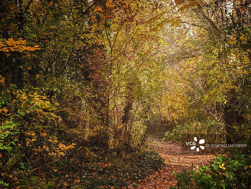 秋日林间小径，落叶覆盖，蜿蜒穿梭于树木之间，呈现黄绿交织的秋叶色彩图片素材