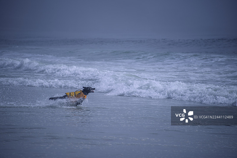 一只在加州卡梅尔海滩奔跑的救援犬图片素材