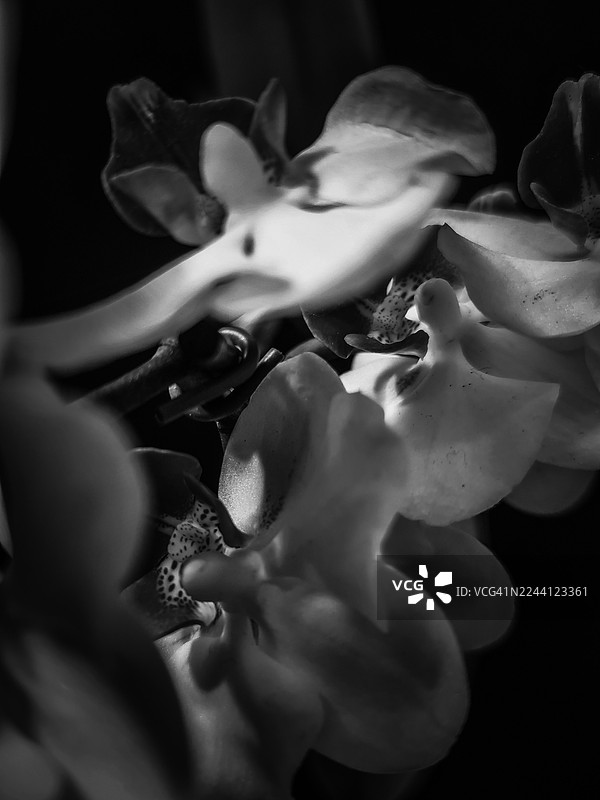 黑白兰花 3图片素材