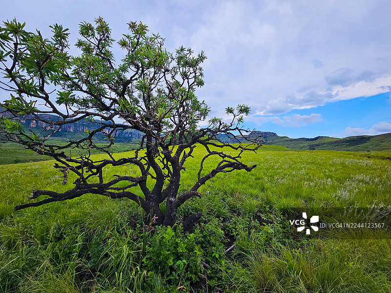 德拉肯斯堡山脉 1图片素材