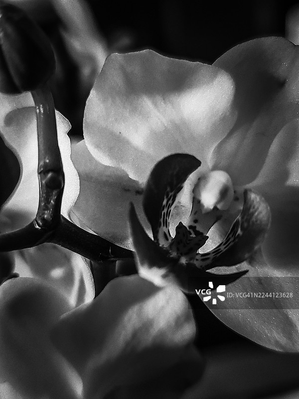 黑白兰花 7图片素材