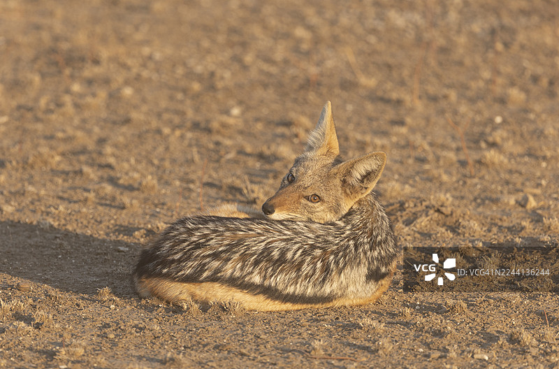 黑背胡狼图片素材