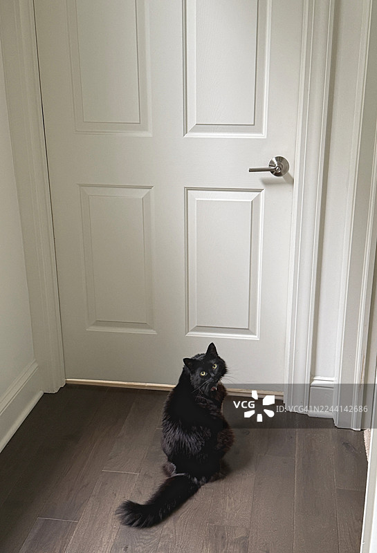 黑猫在门口等待图片素材