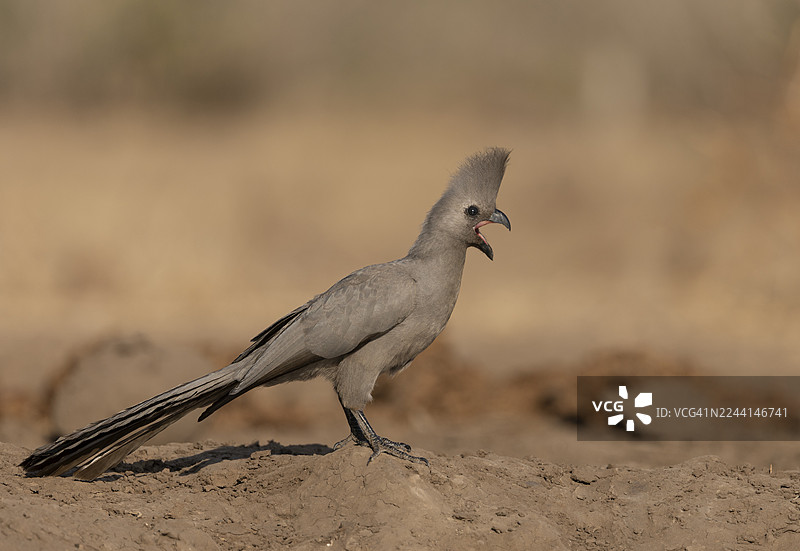 灰鵐鵐图片素材