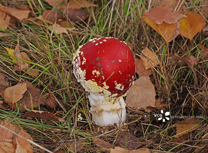 毒蝇伞（Amanita muscaria）图片素材