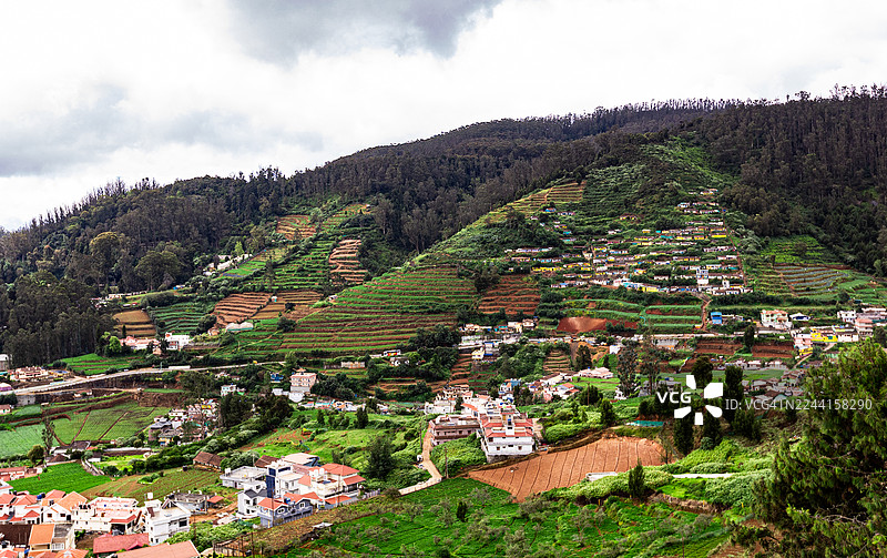 印度乌提的茶园图片素材