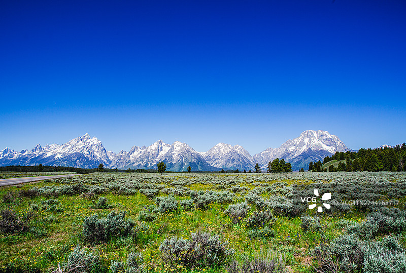 大提顿山脉下的野花草甸图片素材
