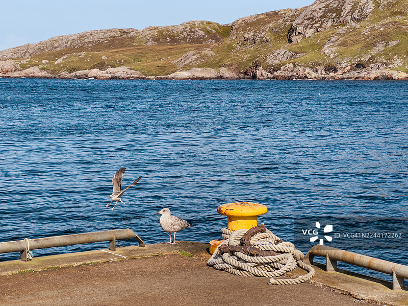 海港码头的海鸥图片素材
