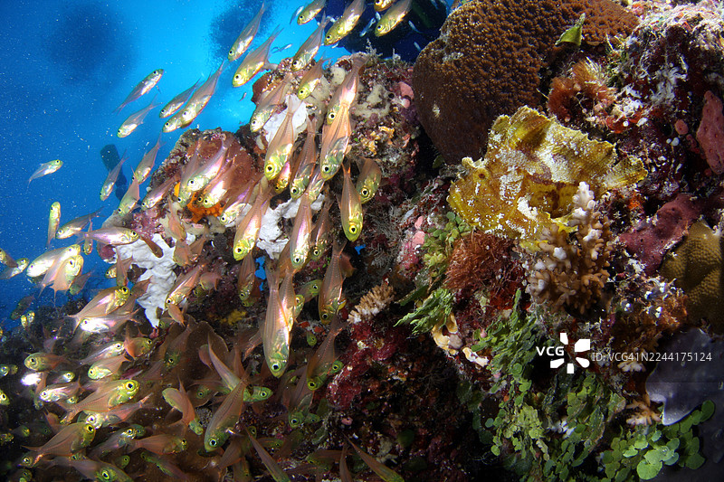 玻璃鱼图片素材