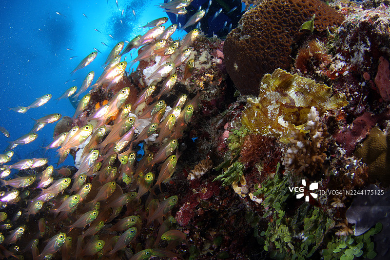 玻璃鱼图片素材