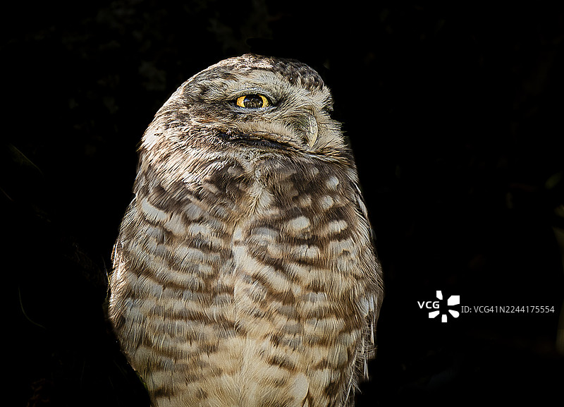 一只表情桀骜不驯的猫头鹰的特写，它有着黄色的眼睛。图片素材
