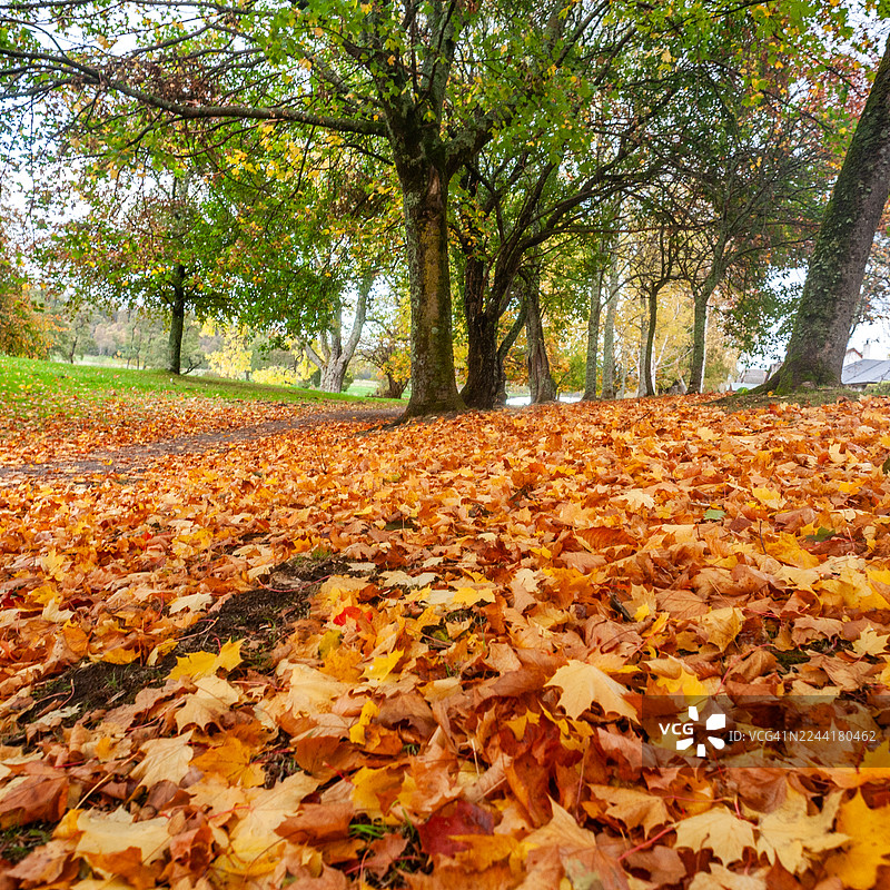 秋叶 - 阿伯劳尔图片素材