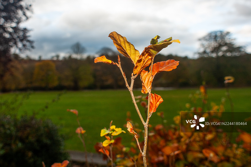 山毛榉树叶-阿伯劳尔图片素材
