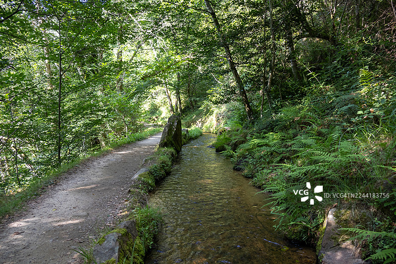 阳光明媚的日子里，郁郁葱葱的绿色森林中有一条狭窄的泥土小路和一条潺潺流淌的小溪。图片素材