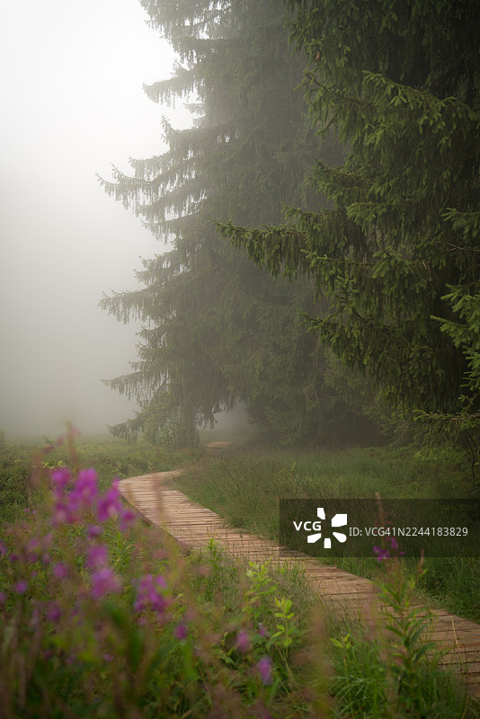 穿越雾森的蜿蜒木栈道，点缀着鲜艳的紫色野花，瑞士阿彭策尔图片素材