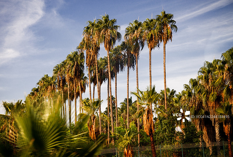 仰视视角，一排高大的棕榈树矗立在蔚蓝的天空下，点缀着缕缕白云，营造出热带的宁静氛围，地点：土耳其安塔利亚图片素材